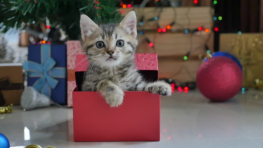 christmas kitty.jpg