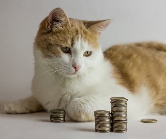 cat financial gain.jpg