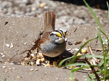 white throated sparrow.JPG