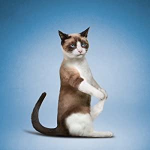 yoga cats.jpg