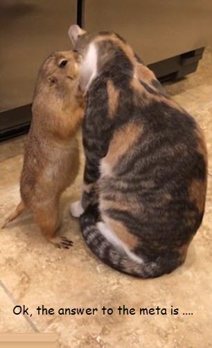 Groundhog and cat.jpg