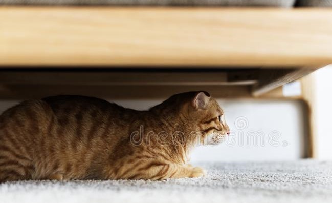 cat-hiding-under-couch-105215886.jpg